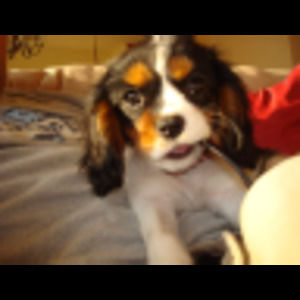 Meet your Posher, Gabriel